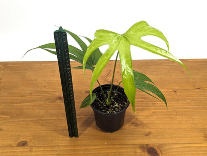 Anthurium Pedatoradiatum &