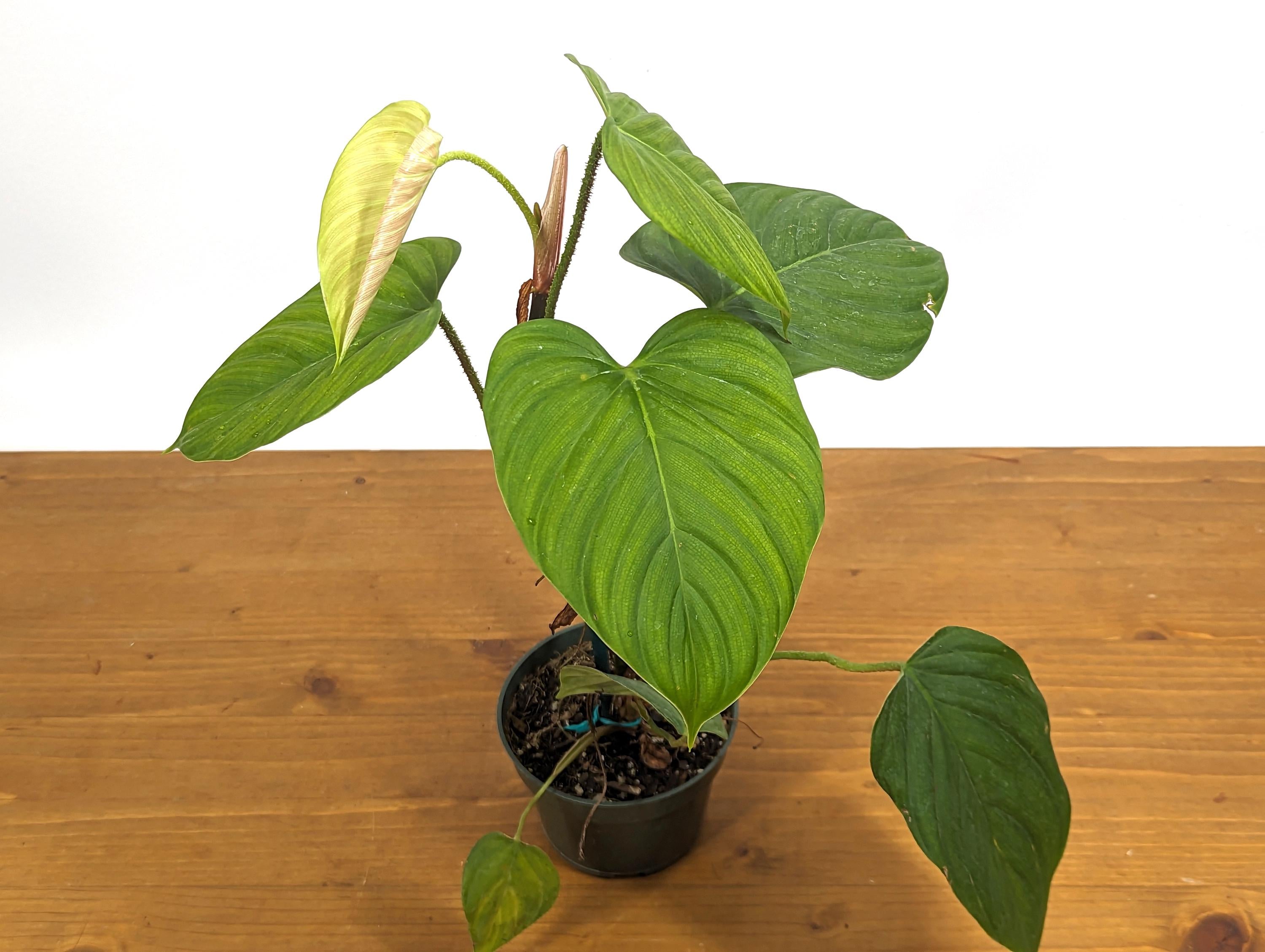 Philodendron El Choco Rubrijuvenile  x Pastazanum - &