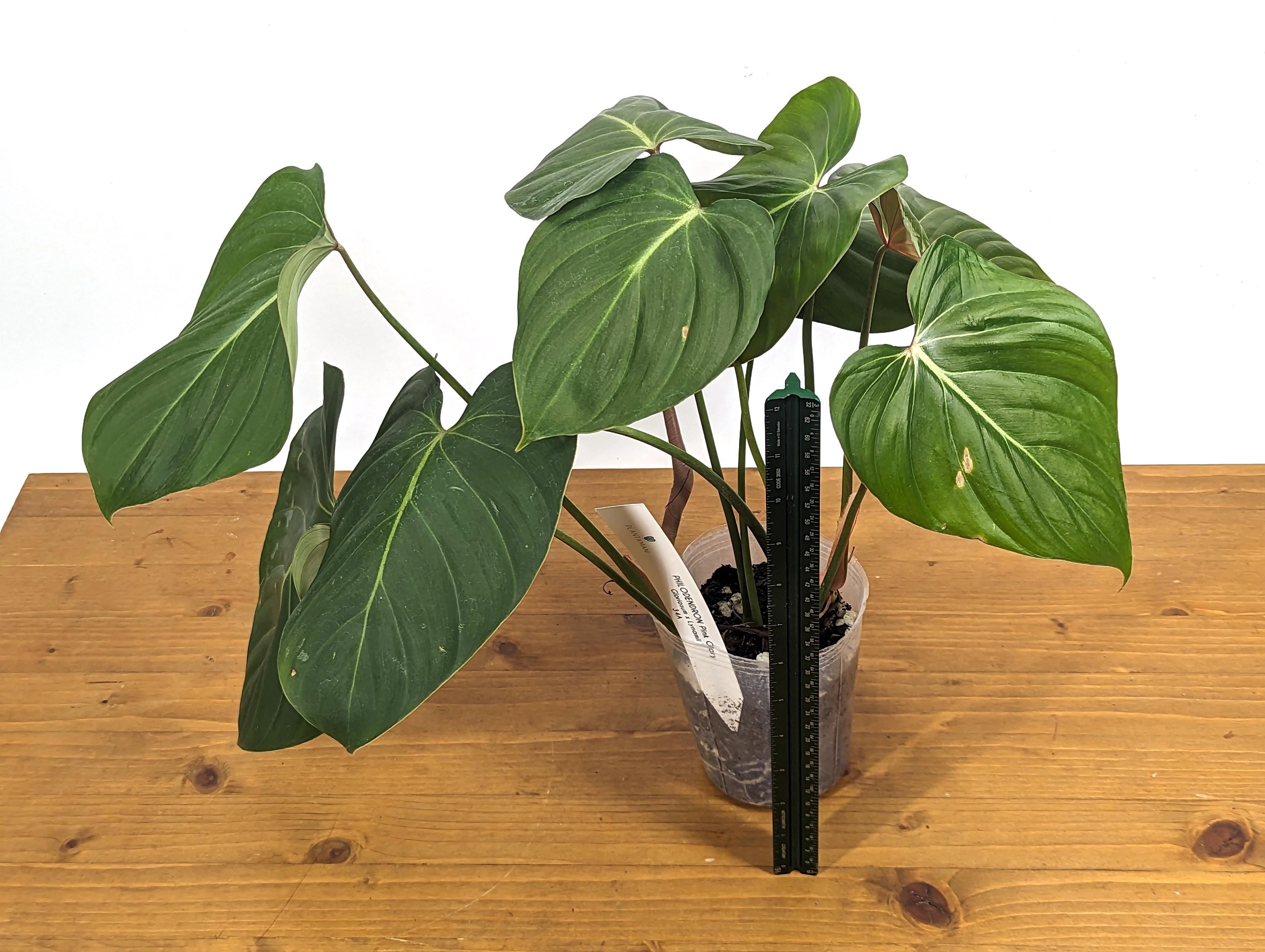 Exact Philodendron Gloriosum x Lynamii - &