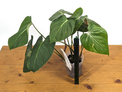 Exact Philodendron Gloriosum x Lynamii - &