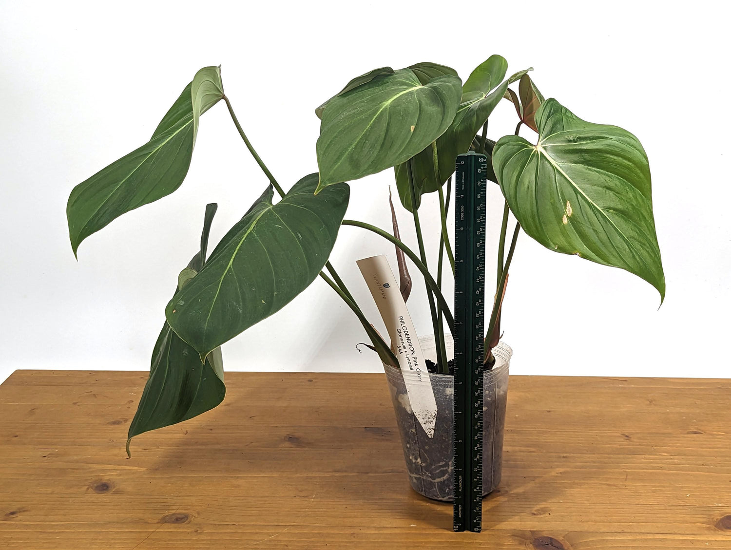 Exact Philodendron Gloriosum x Lynamii - &