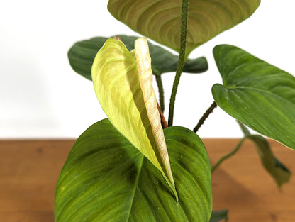 Philodendron El Choco Rubrijuvenile  x Pastazanum - &