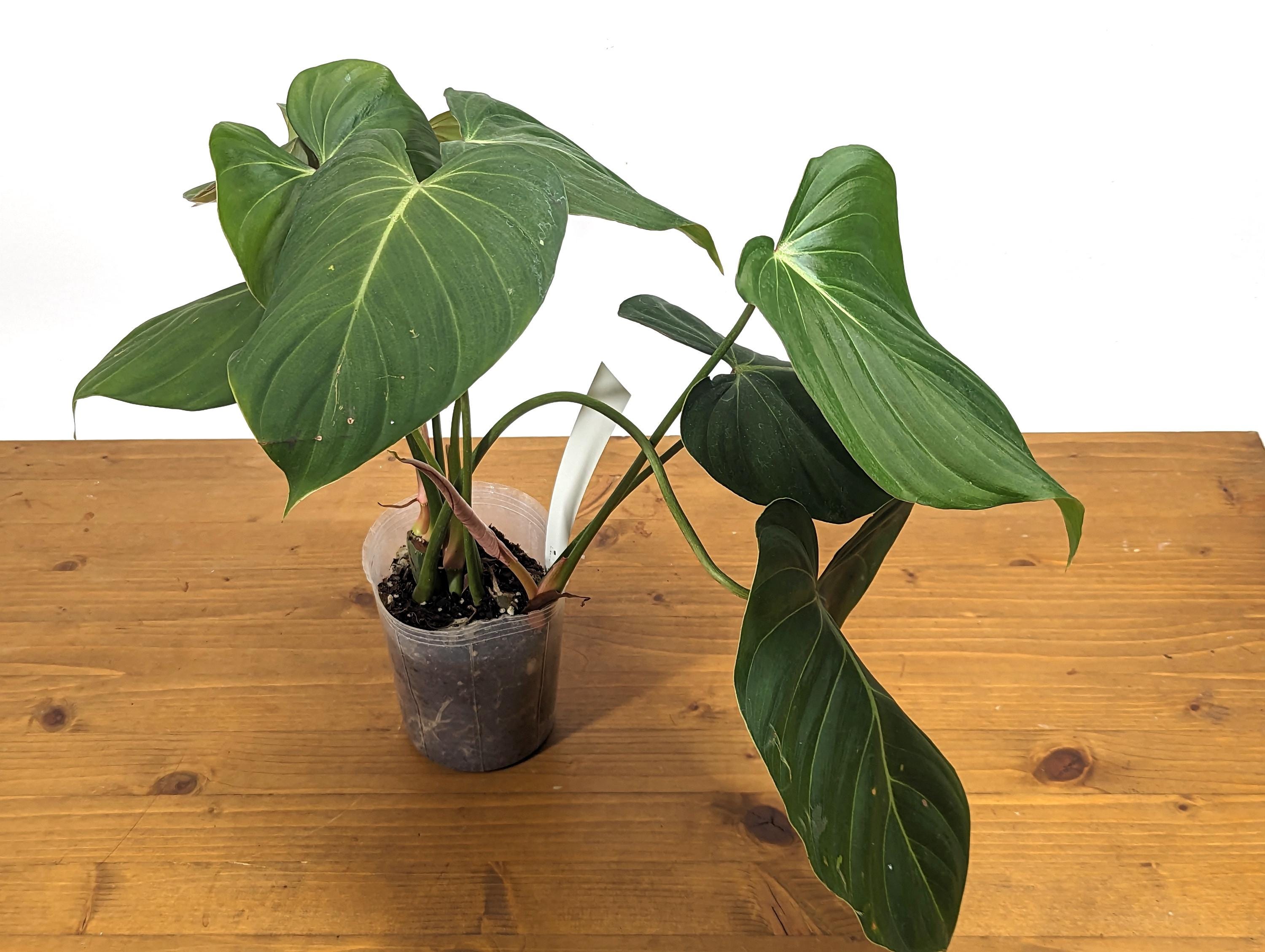 Exact Philodendron Gloriosum x Lynamii - &