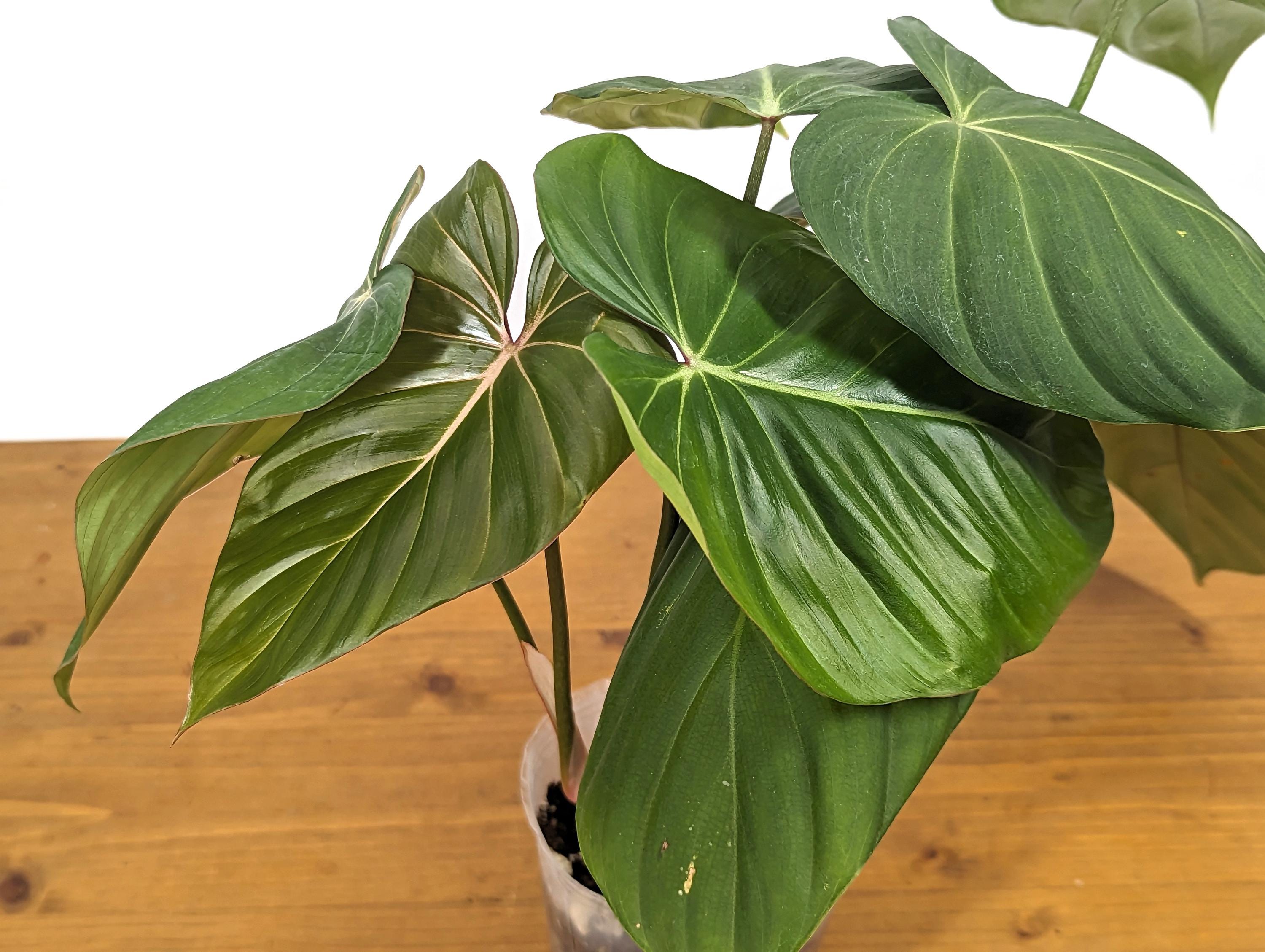 Exact Philodendron Gloriosum x Lynamii - &