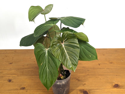 Exact Philodendron Gloriosum x Lynamii - &