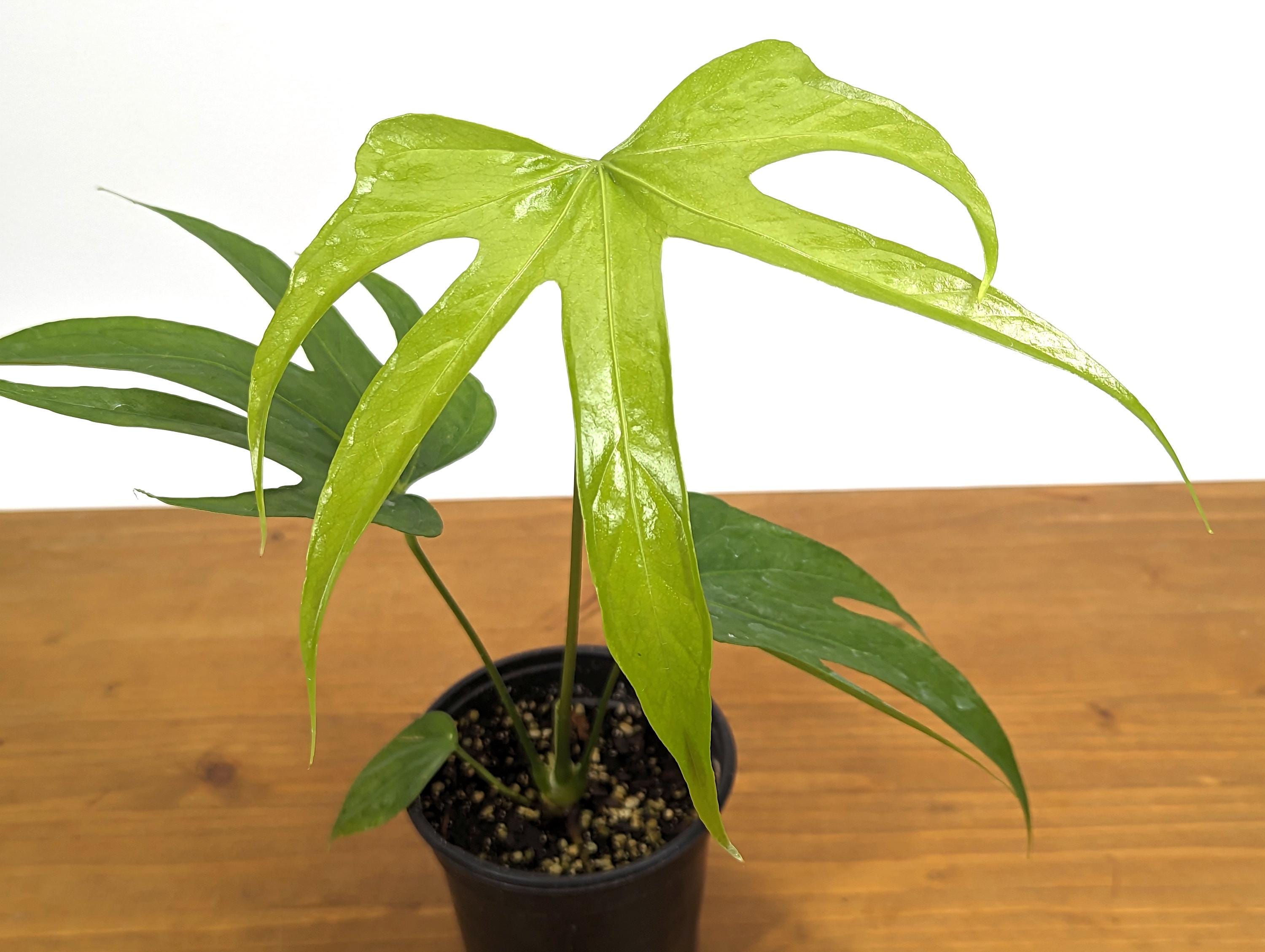 Anthurium Pedatoradiatum &