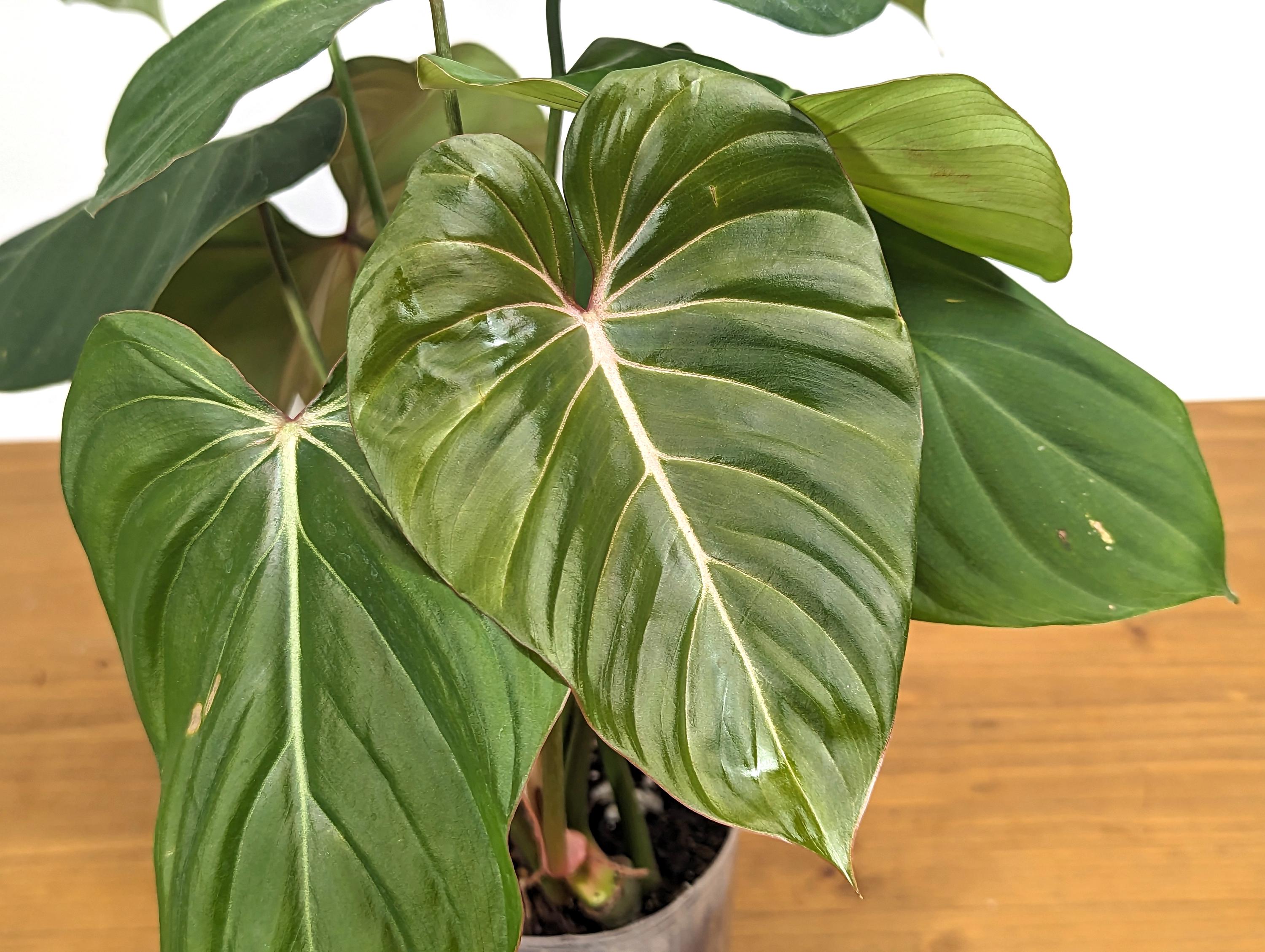 Exact Philodendron Gloriosum x Lynamii - &