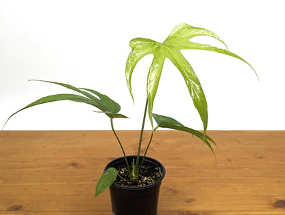 Anthurium Pedatoradiatum &