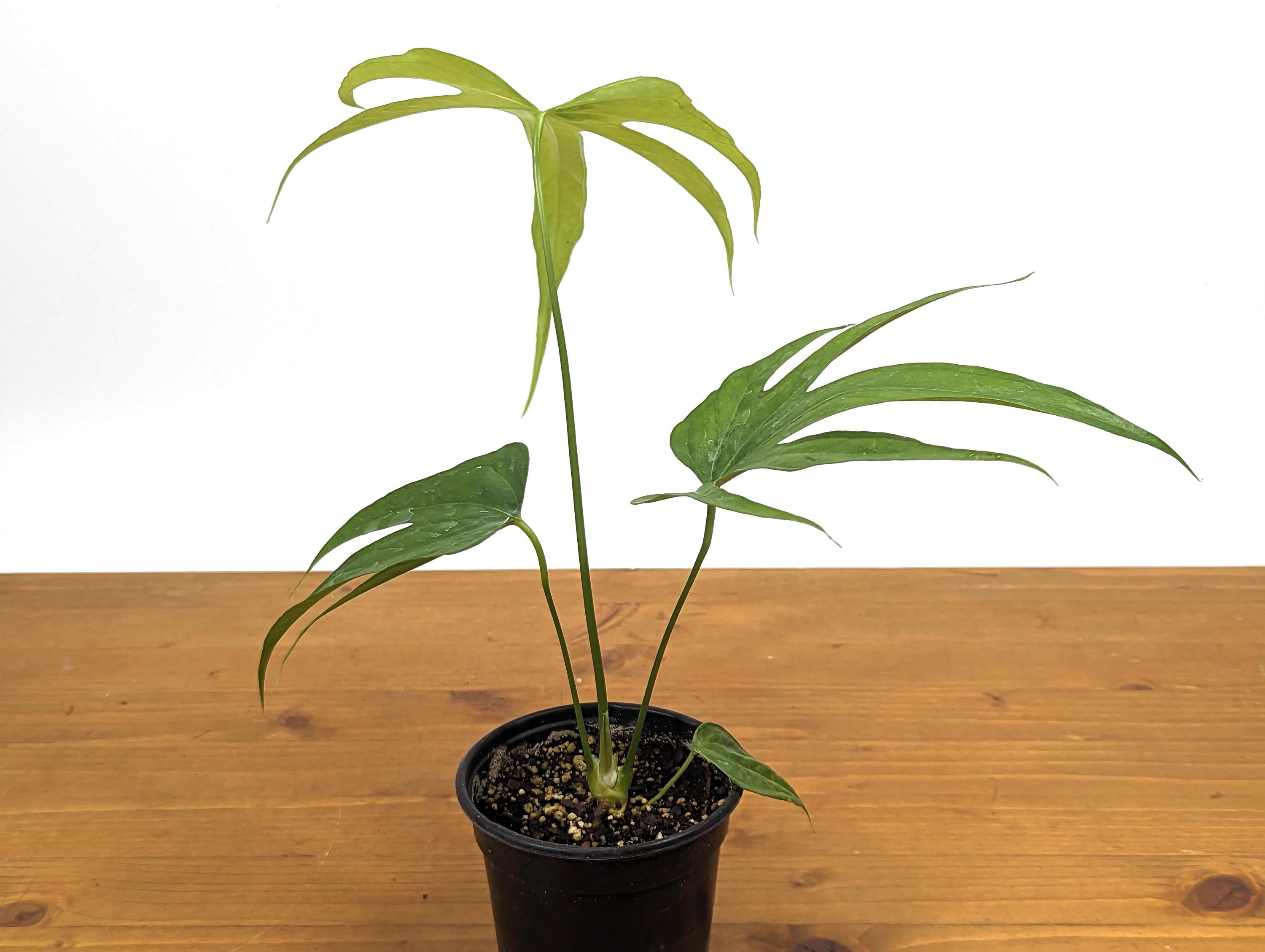 Anthurium Pedatoradiatum &