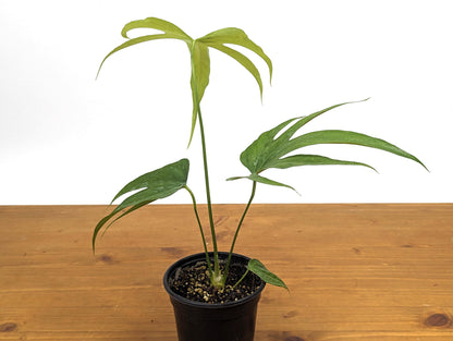 Anthurium Pedatoradiatum &