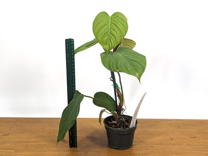 Philodendron El Choco Rubrijuvenile  x Pastazanum - &