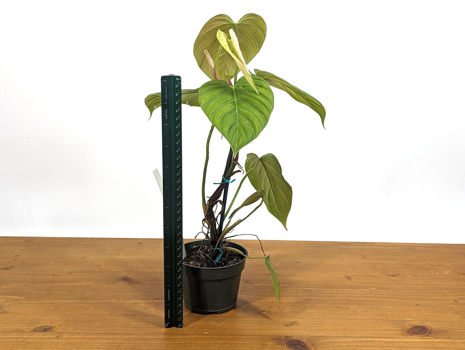 Philodendron El Choco Rubrijuvenile  x Pastazanum - &