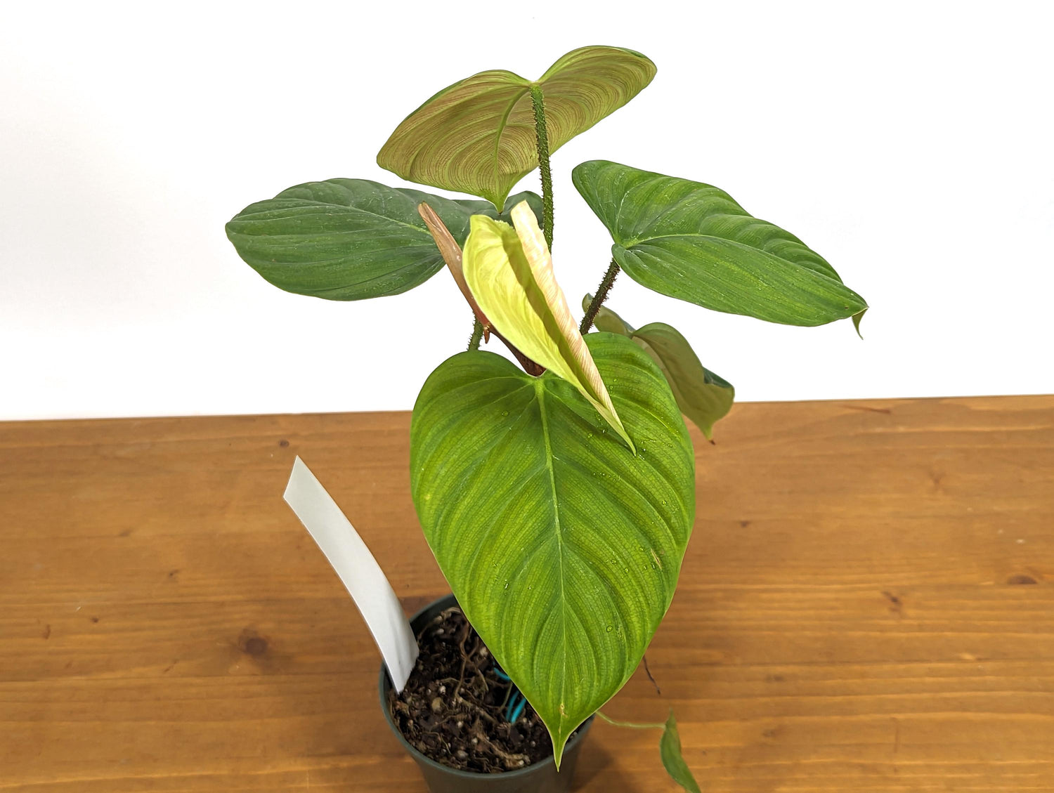 Philodendron El Choco Rubrijuvenile  x Pastazanum - &