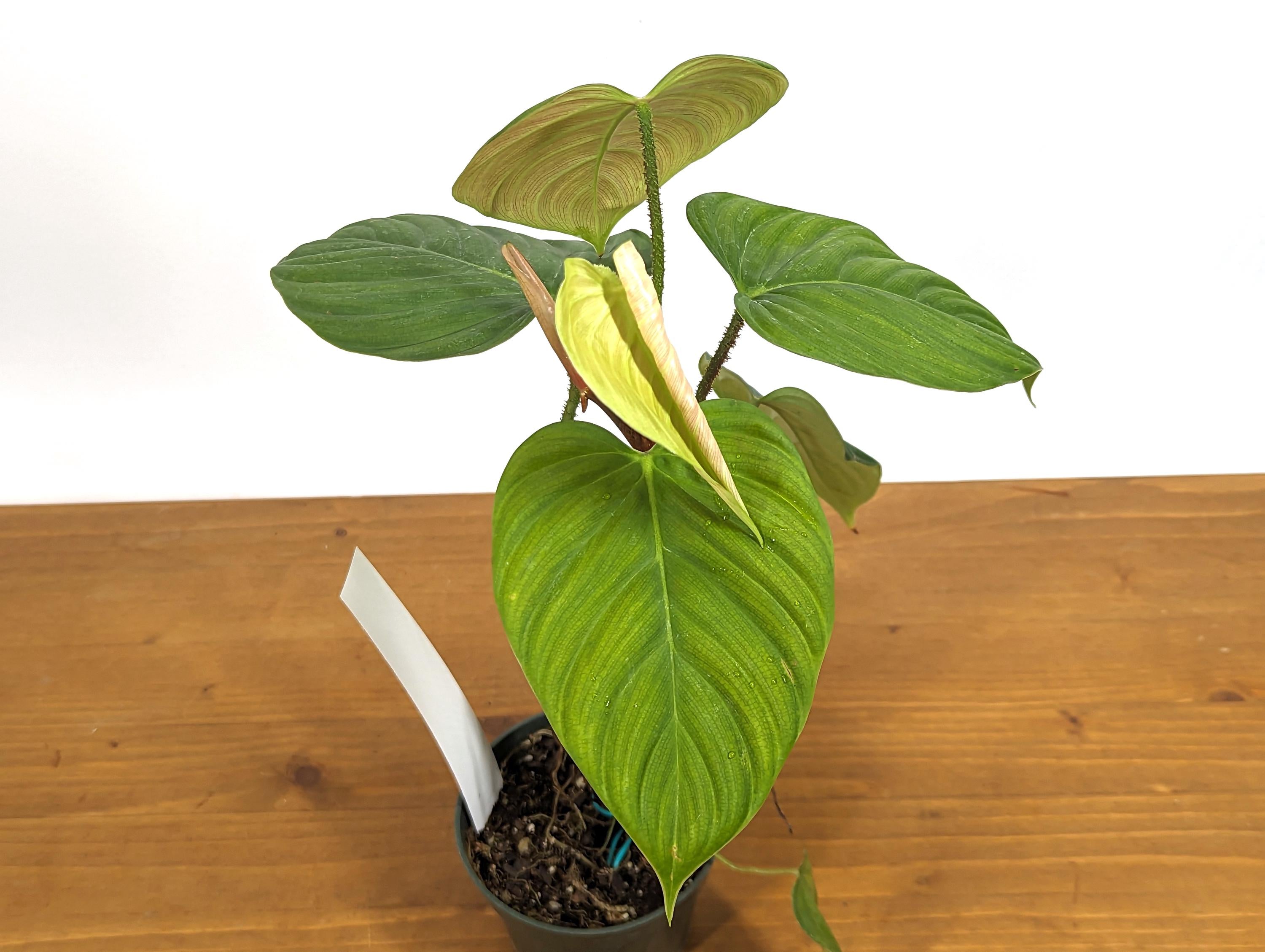 Philodendron El Choco Rubrijuvenile  x Pastazanum - &