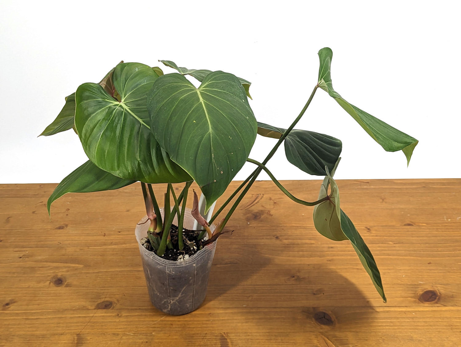 Exact Philodendron Gloriosum x Lynamii - &