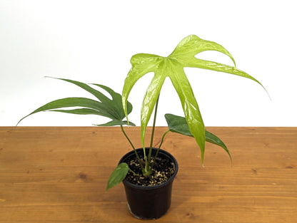 Anthurium Pedatoradiatum &