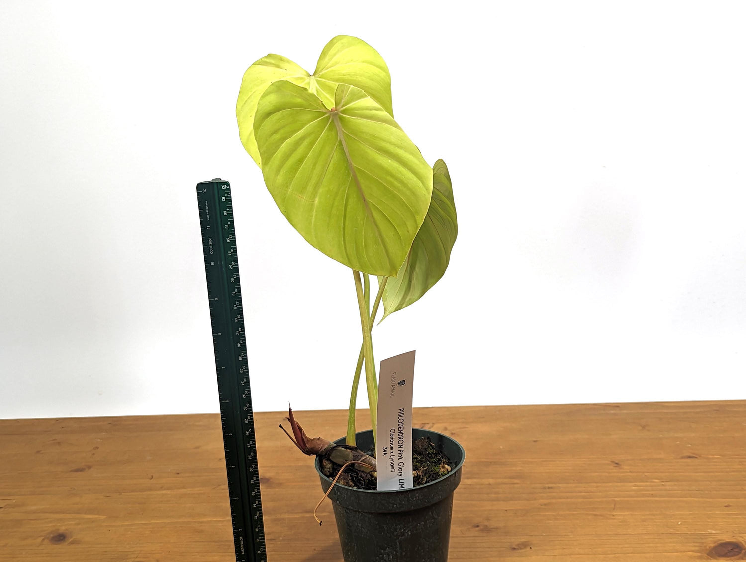 Philodendron Pink Glory LIME - Philodendron Gloriosum x Lynamii in 4 Inch Pot One of a Kind Plant!