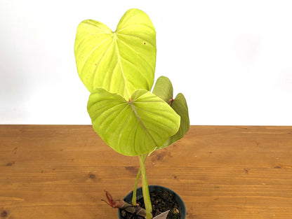 Philodendron Pink Glory LIME - Philodendron Gloriosum x Lynamii in 4 Inch Pot One of a Kind Plant!