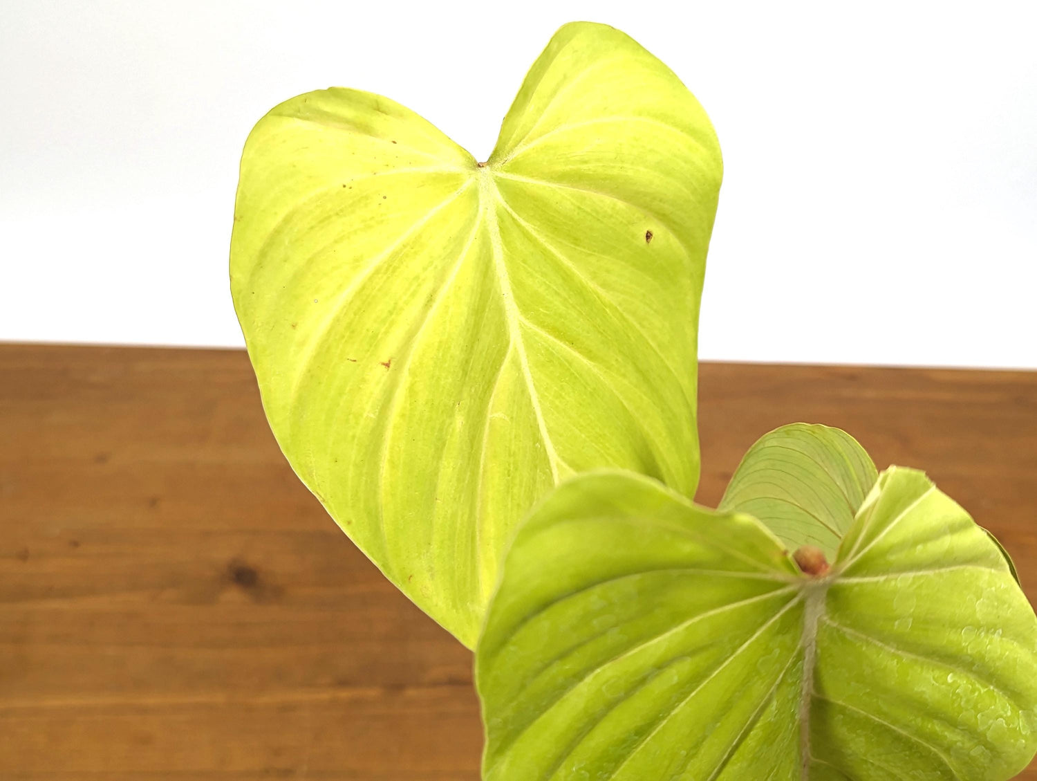 Philodendron Pink Glory LIME - Philodendron Gloriosum x Lynamii in 4 Inch Pot One of a Kind Plant!