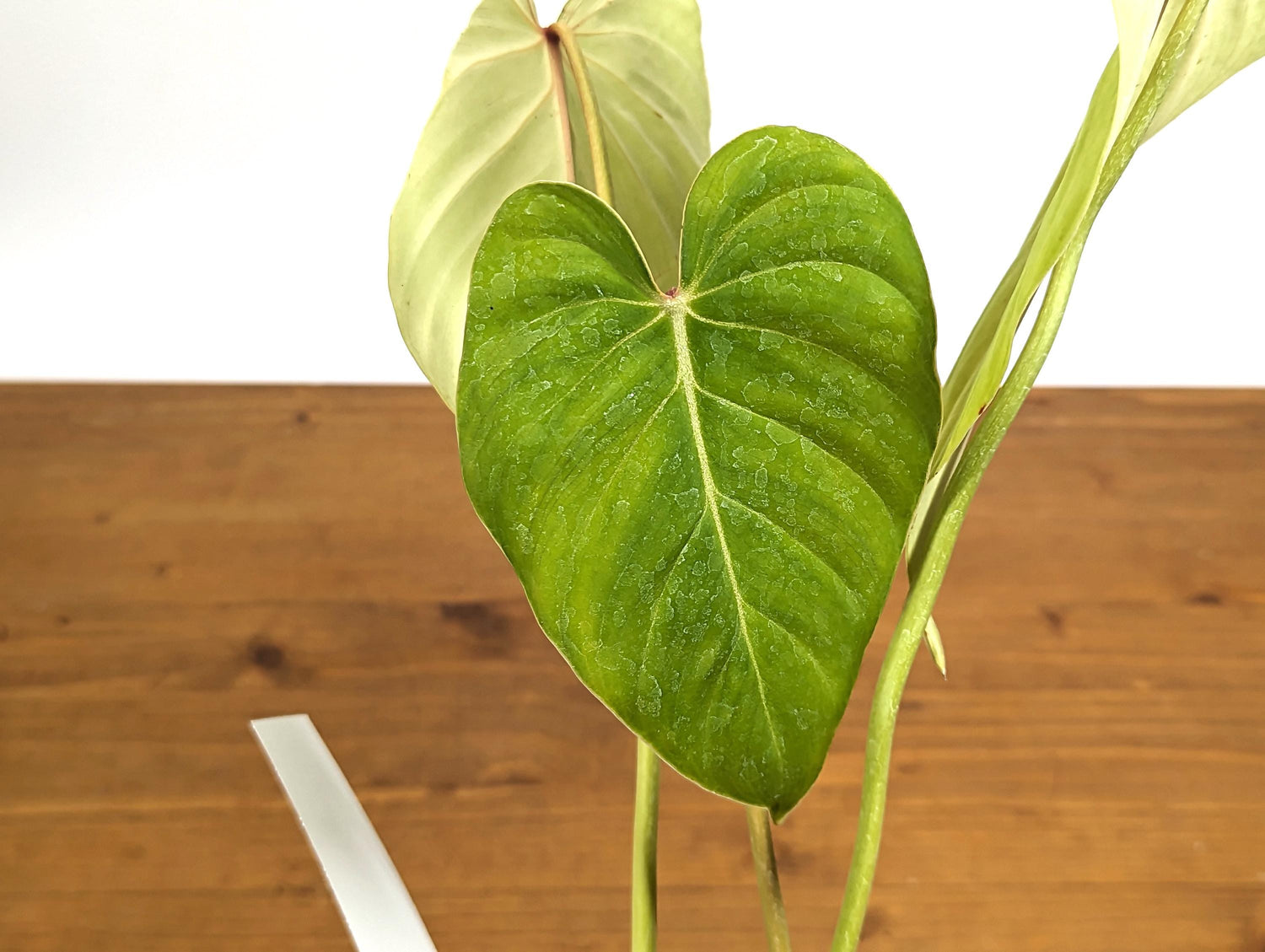 Philodendron Pink Glory LIME - Philodendron Gloriosum x Lynamii in 4 Inch Pot One of a Kind Plant!