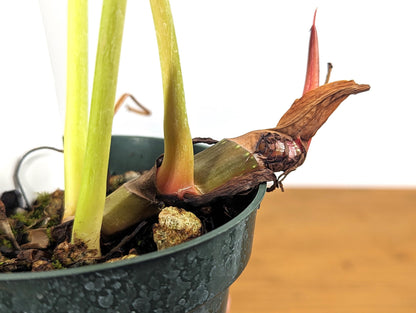 Philodendron Pink Glory LIME - Philodendron Gloriosum x Lynamii in 4 Inch Pot One of a Kind Plant!