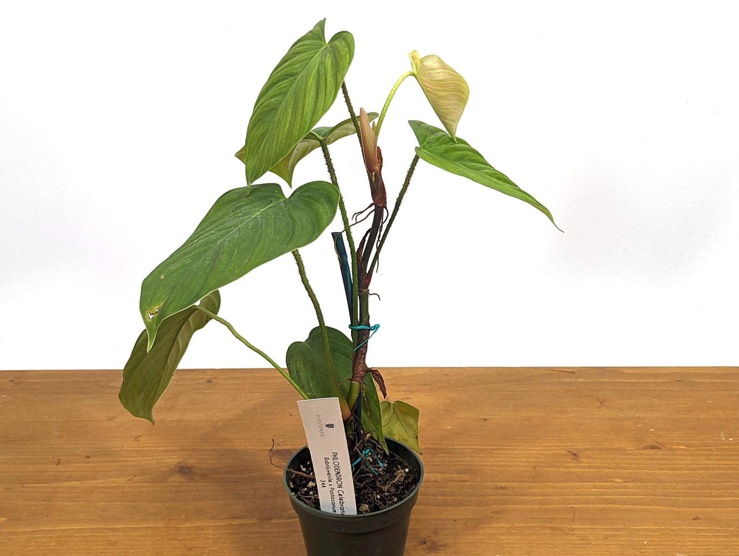 Philodendron El Choco Rubrijuvenile  x Pastazanum - &