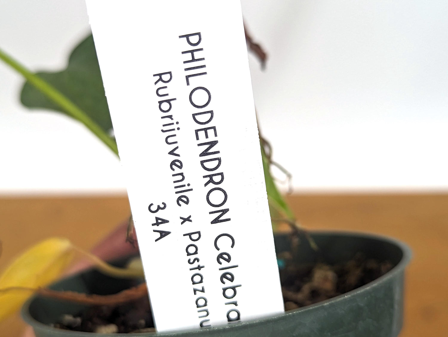 Philodendron El Choco Rubrijuvenile  x Pastazanum - &