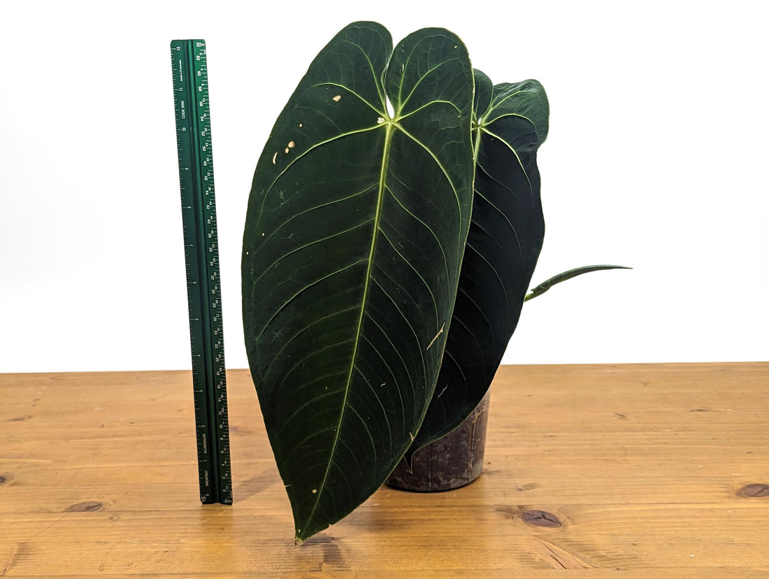 Exact Anthurium Warocqueanum x Waterburyanum Hybrid Over 12 Inches Tall - Live Plant in 4 Inch Pot 