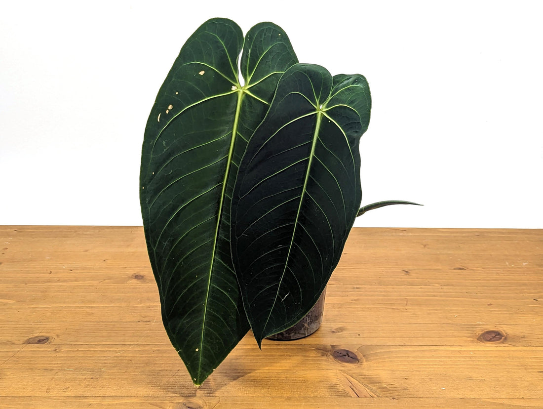 Exact Anthurium Warocqueanum x Waterburyanum Hybrid Over 12 Inches Tall - Live Plant in 4 Inch Pot 