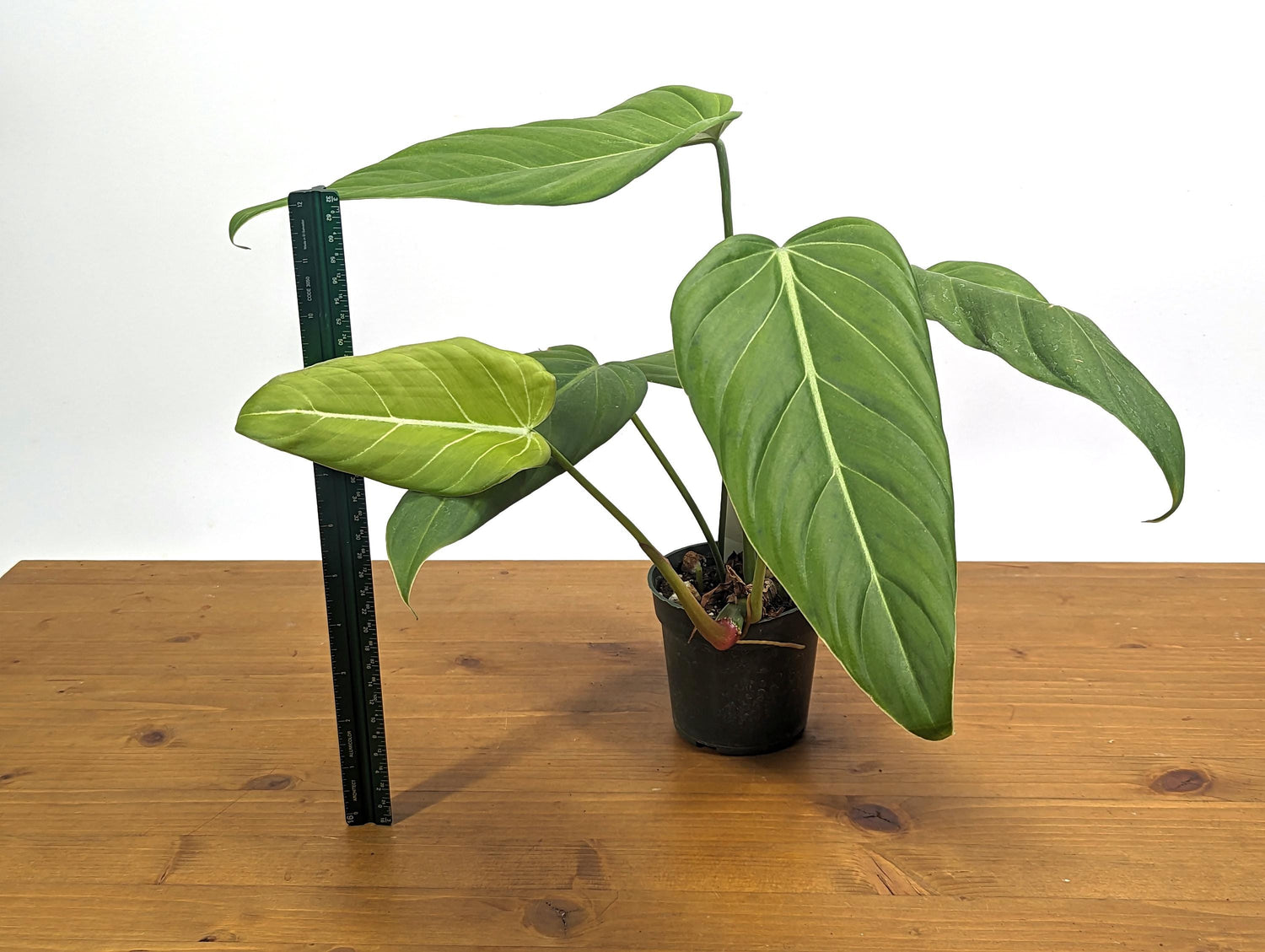 Philodendron Gloriosum x Asplundii Philodendron &