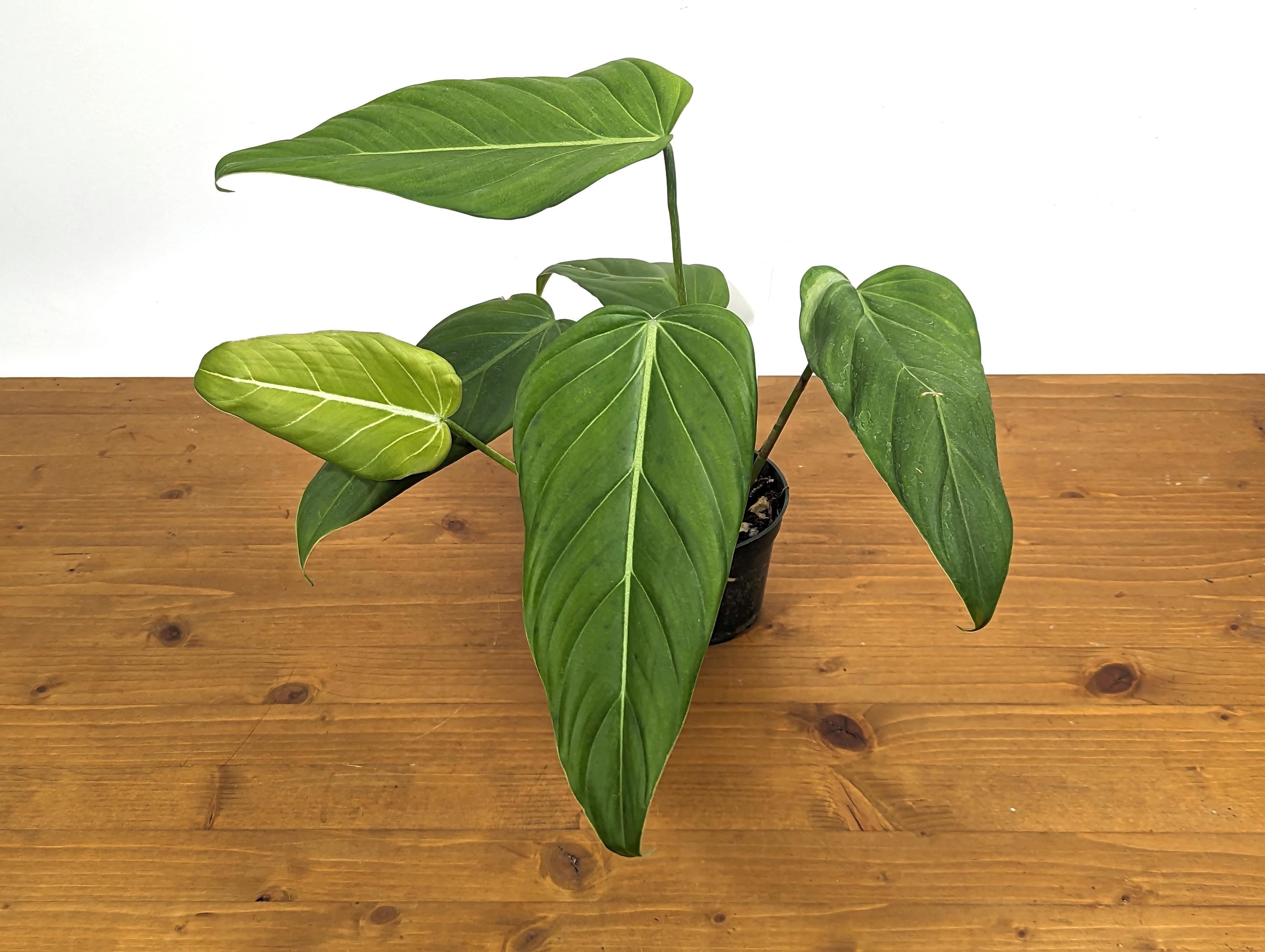 Philodendron Gloriosum x Asplundii Philodendron &