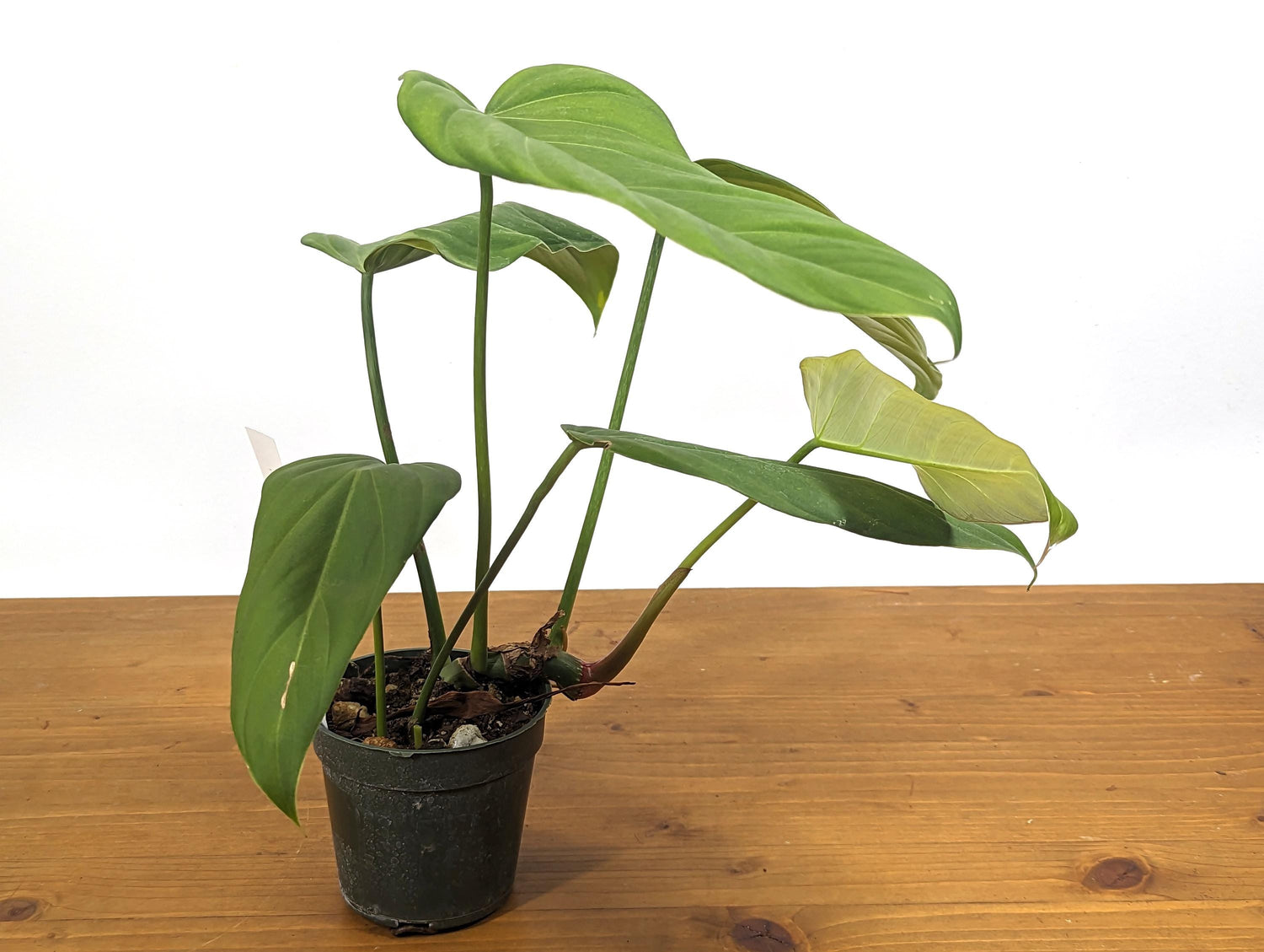 Philodendron Gloriosum x Asplundii Philodendron &