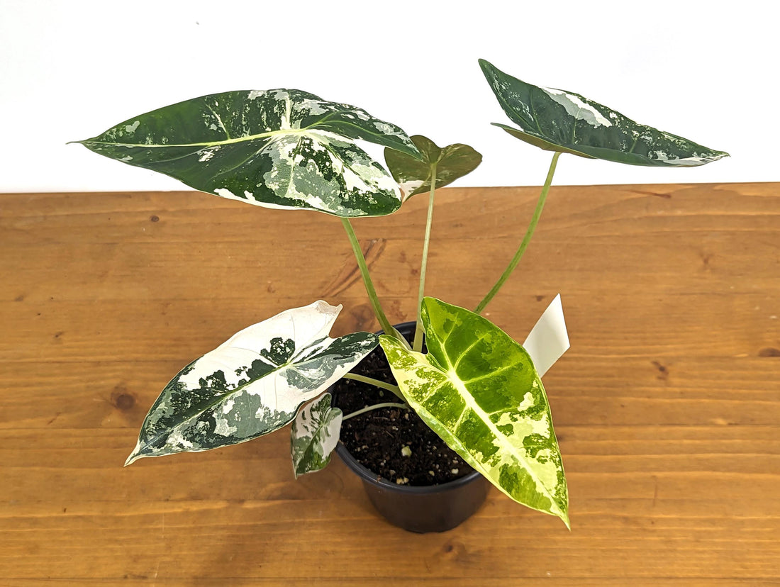 Variegated Alocasia Frydek Plant with Half Moon in 4 inch Pot - Get This Exact Plant 