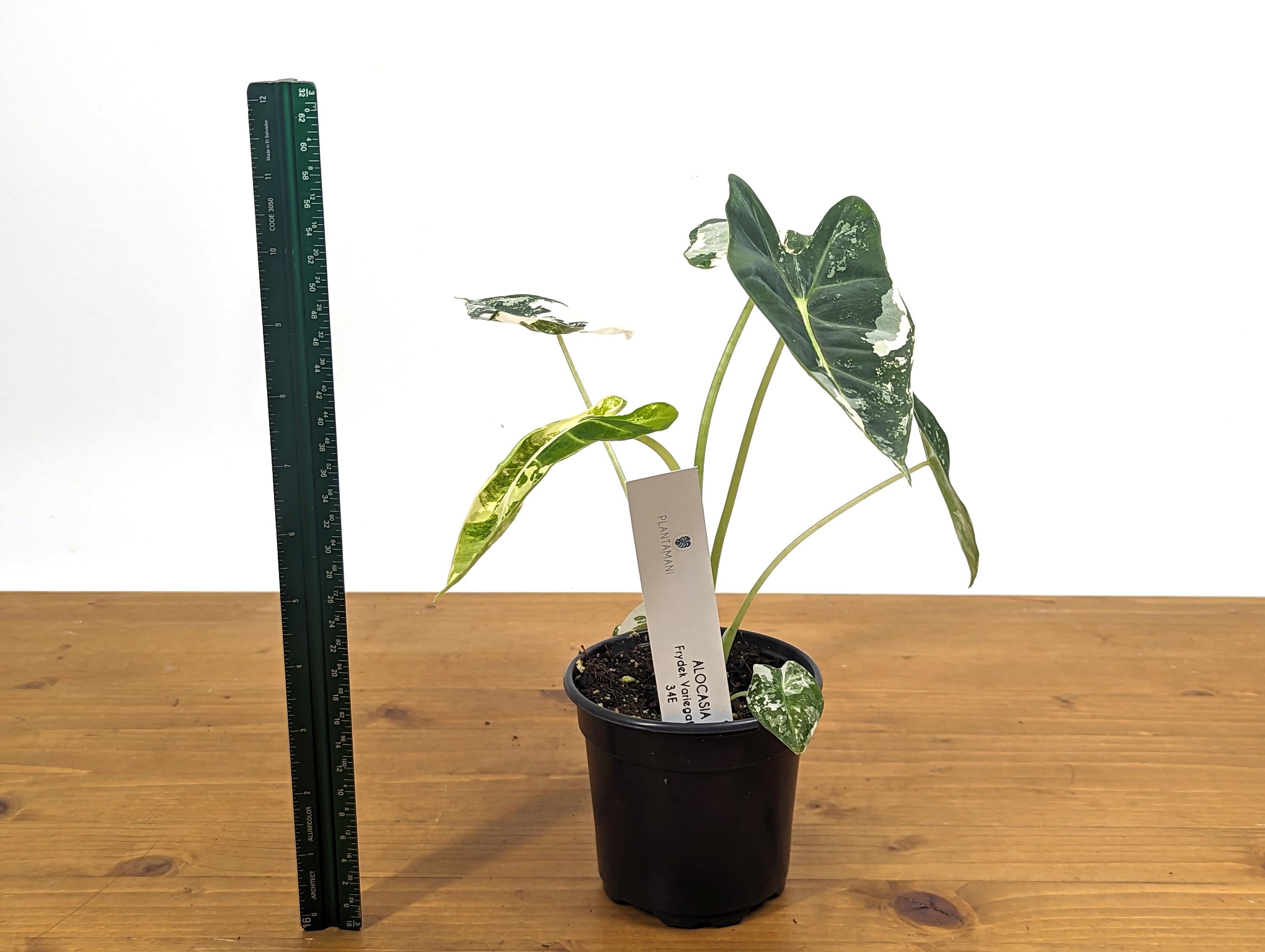 Variegated Alocasia Frydek Plant with Half Moon in 4 inch Pot - Get This Exact Plant 