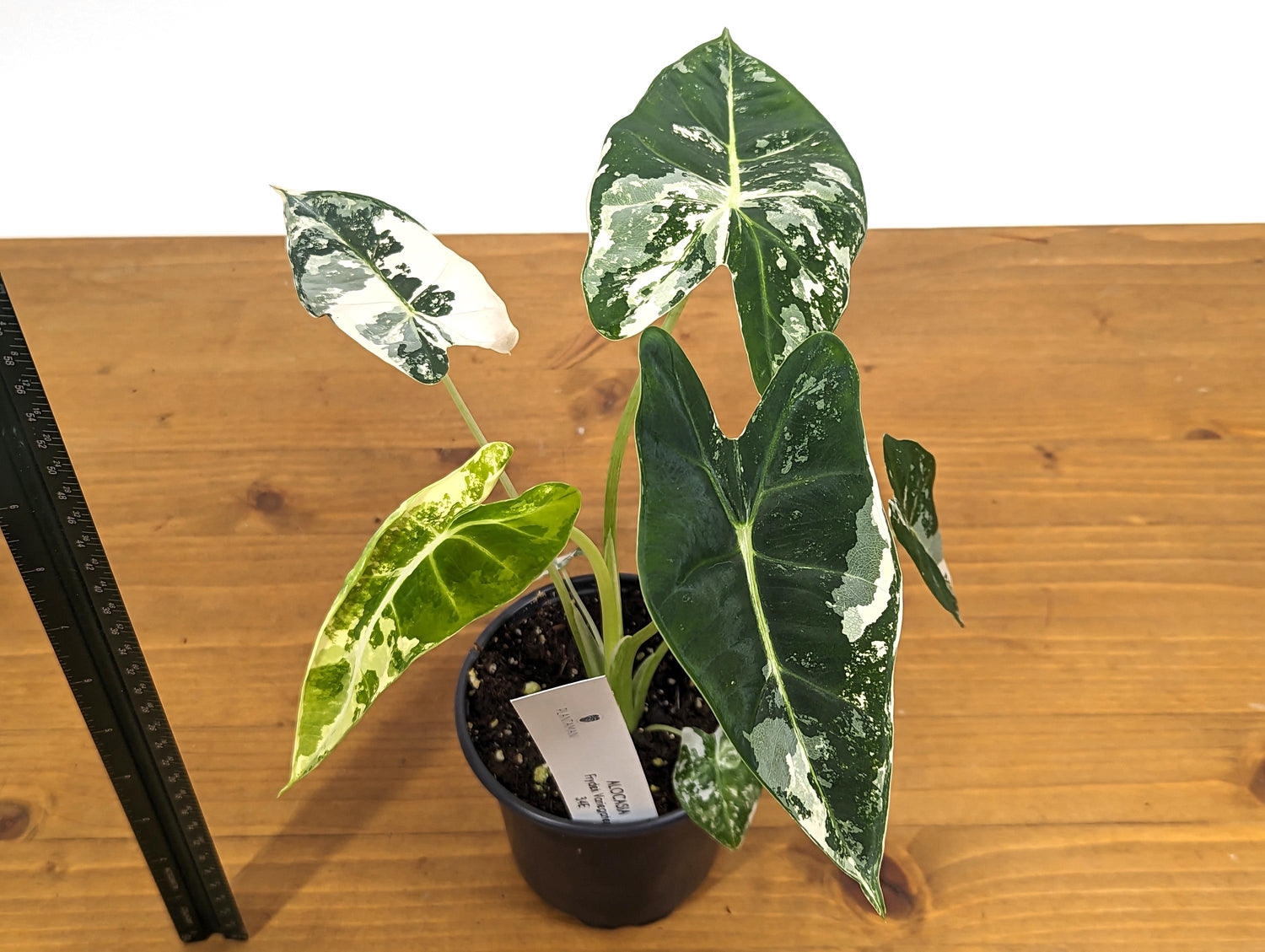 Variegated Alocasia Frydek Plant with Half Moon in 4 inch Pot - Get This Exact Plant 