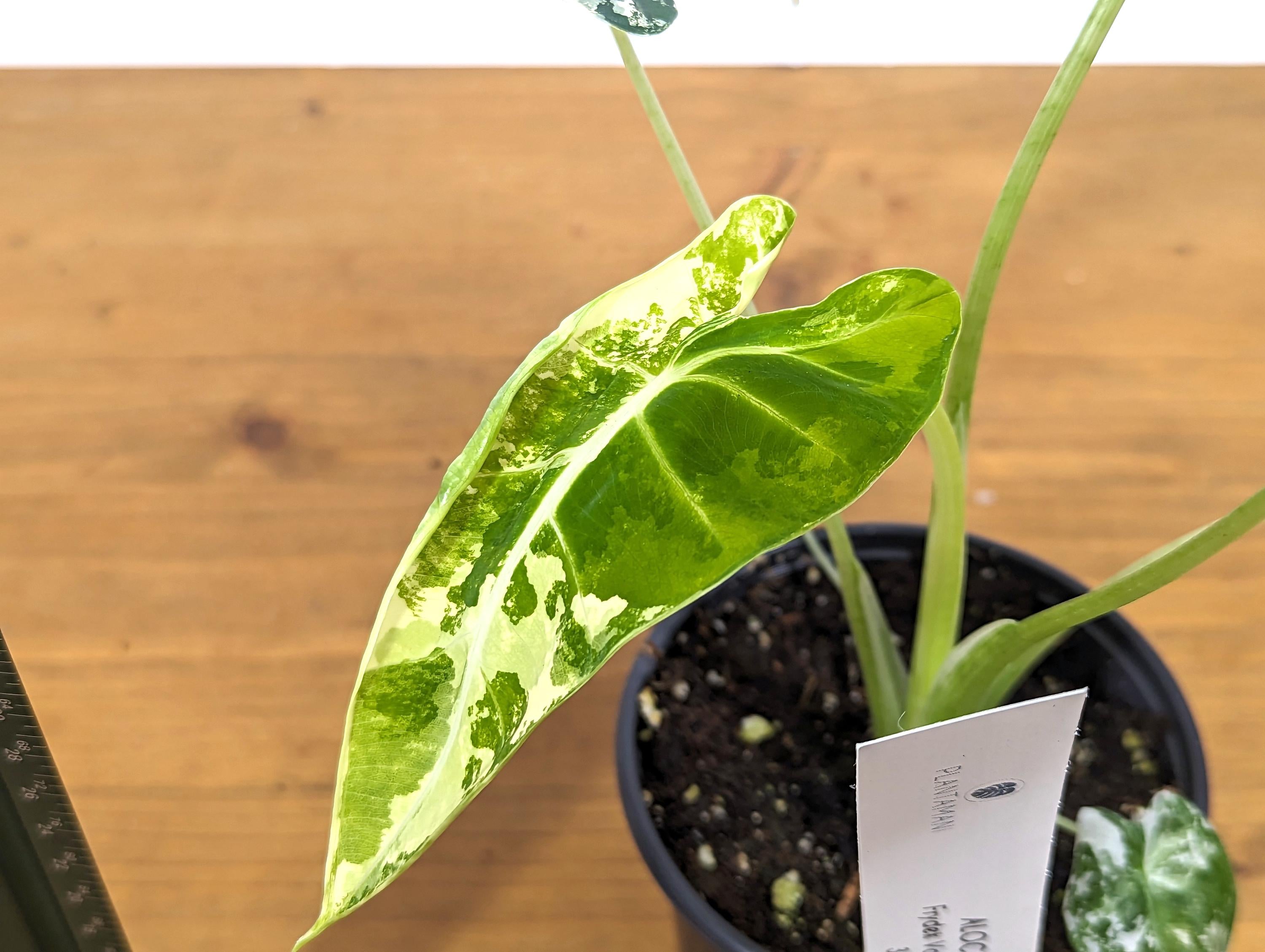 Variegated Alocasia Frydek Plant with Half Moon in 4 inch Pot - Get This Exact Plant 