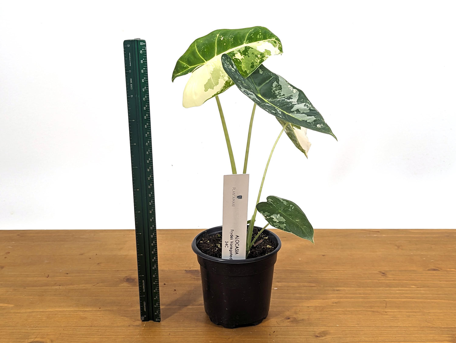 Variegated Alocasia Frydek Plant with Half Moon in 4 inch Pot - Get This Exact Plant 