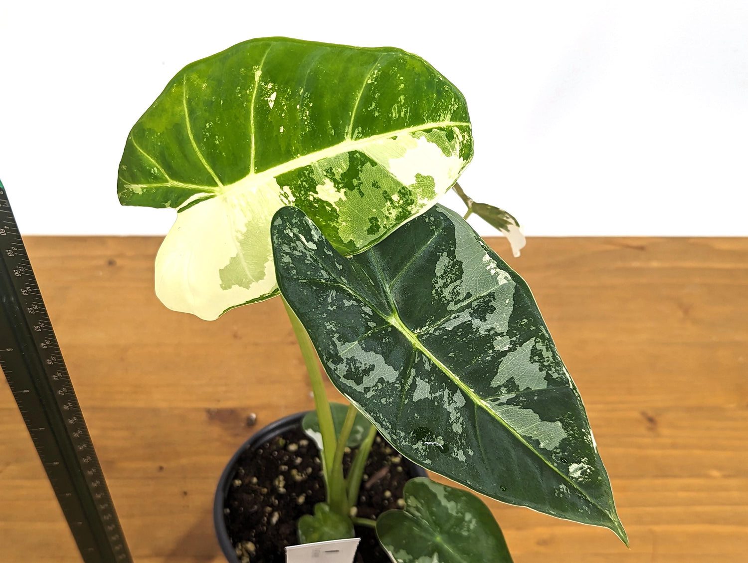 Variegated Alocasia Frydek Plant with Half Moon in 4 inch Pot - Get This Exact Plant 