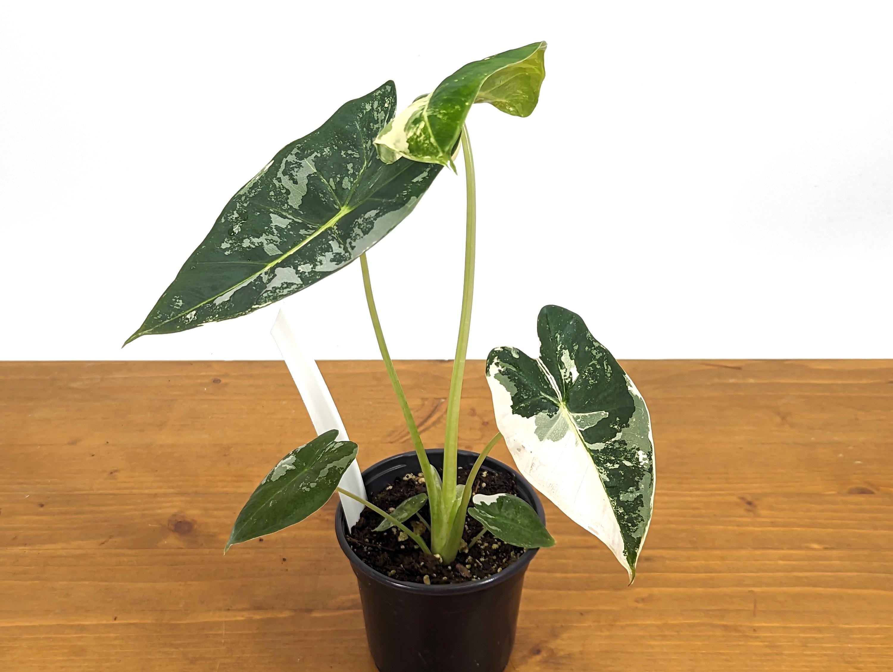 Variegated Alocasia Frydek Plant with Half Moon in 4 inch Pot - Get This Exact Plant 