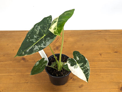 Variegated Alocasia Frydek Plant with Half Moon in 4 inch Pot - Get This Exact Plant 