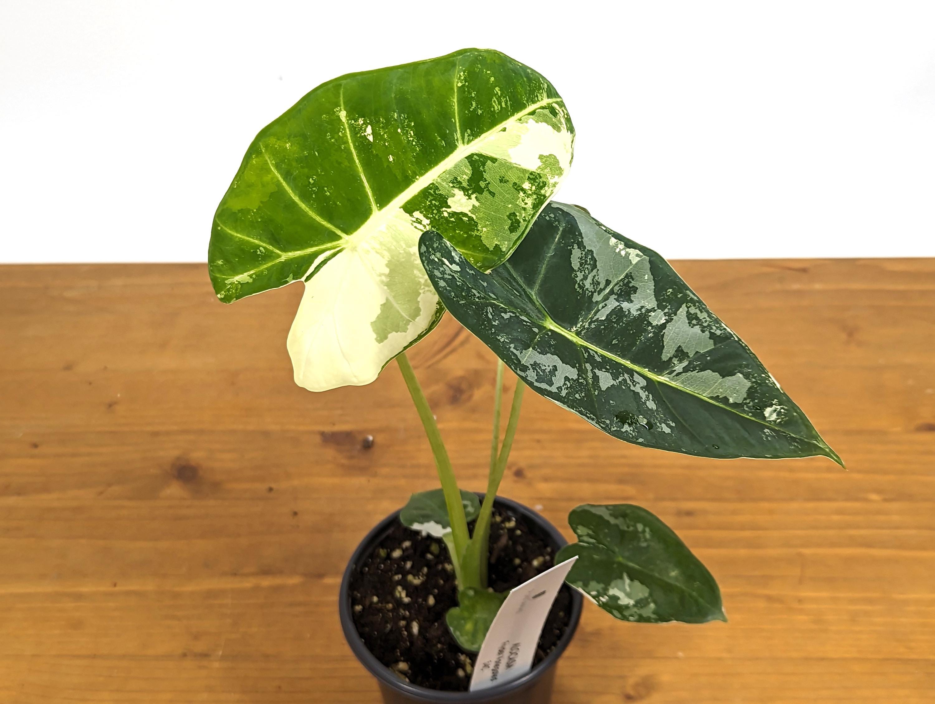 Variegated Alocasia Frydek Plant with Half Moon in 4 inch Pot - Get This Exact Plant 