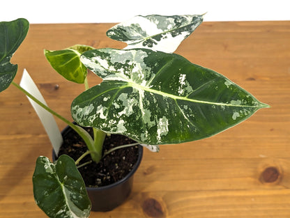 Variegated Alocasia Frydek Plant with Half Moon in 4 inch Pot - Get This Exact Plant 