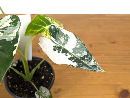 Variegated Alocasia Frydek Plant with Half Moon in 4 inch Pot - Get This Exact Plant 