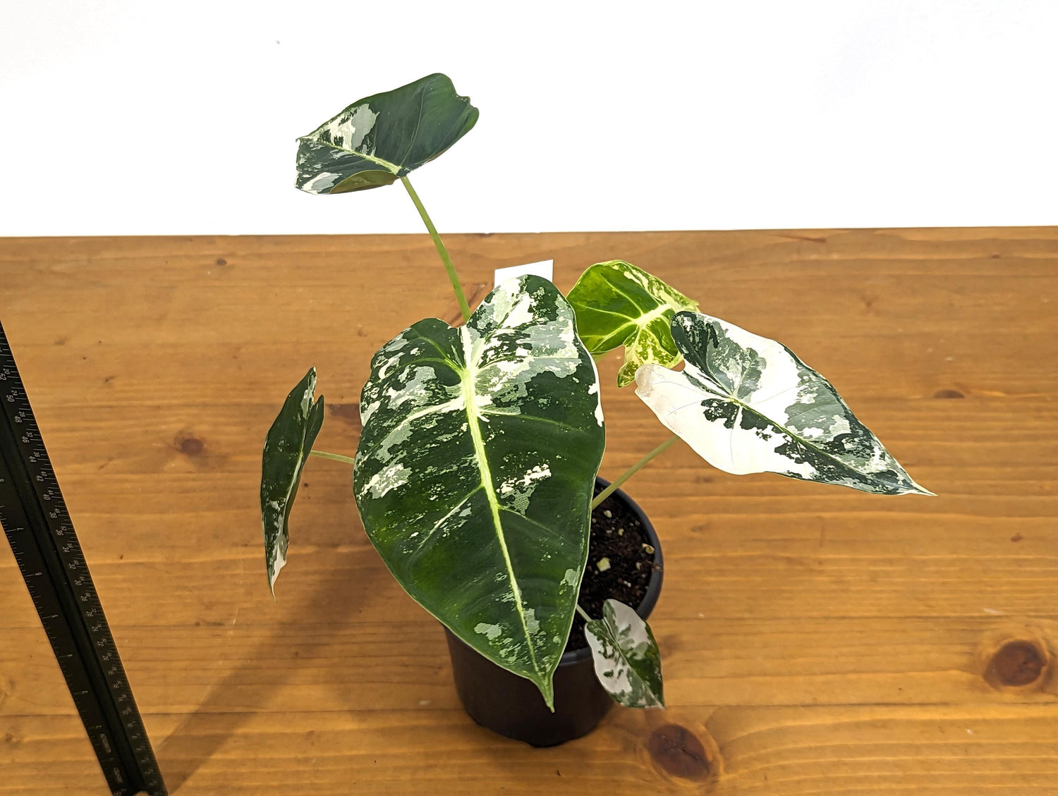 Variegated Alocasia Frydek Plant with Half Moon in 4 inch Pot - Get This Exact Plant 