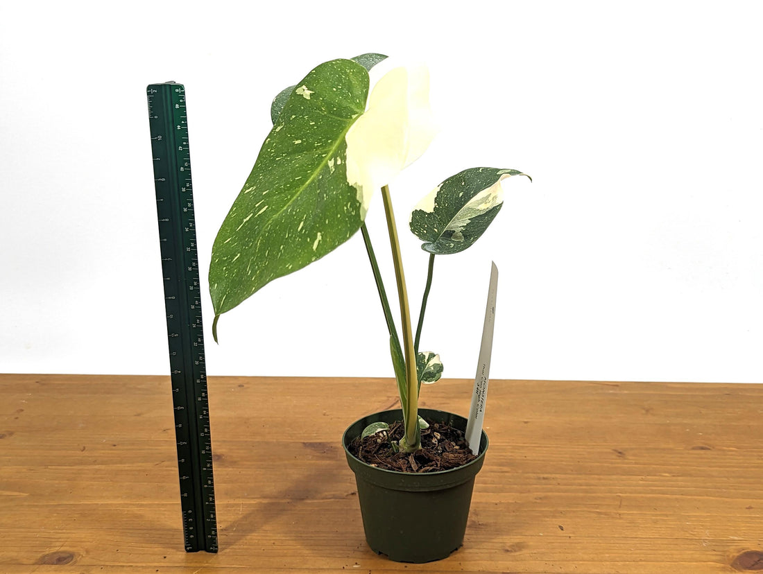 Exact Creme Brulee Monstera Thai Constellation Half Moon 1FT Tall in 4 inch Pot Exact 