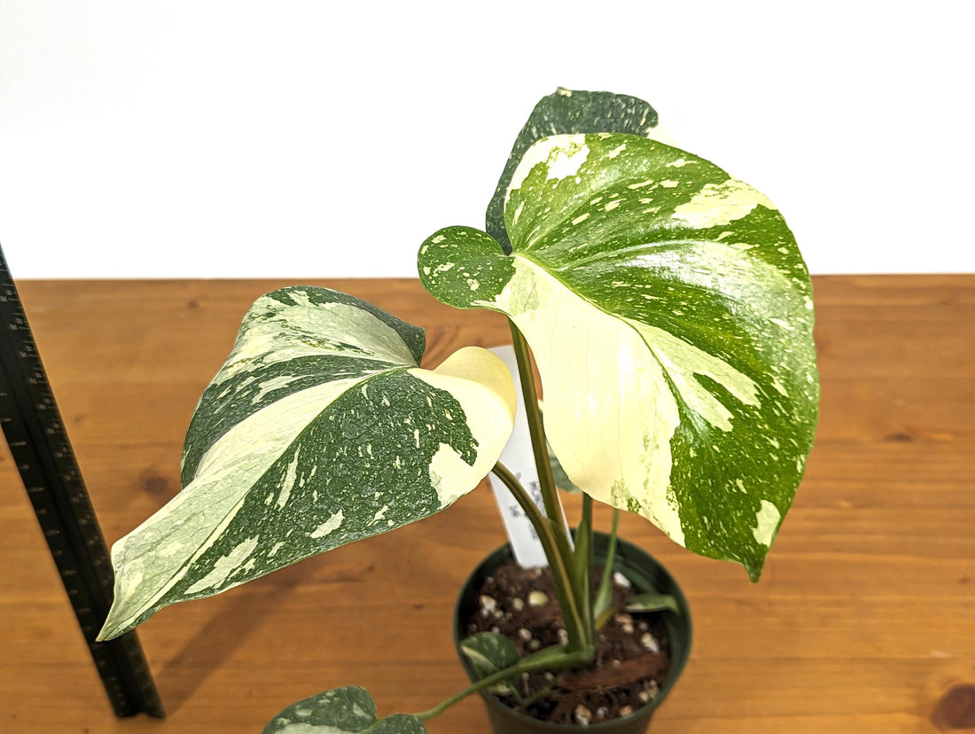 Exact High Color Thai Constellation Creme Brulee Monstera 1FT Tall in 4 inch Pot Exact 