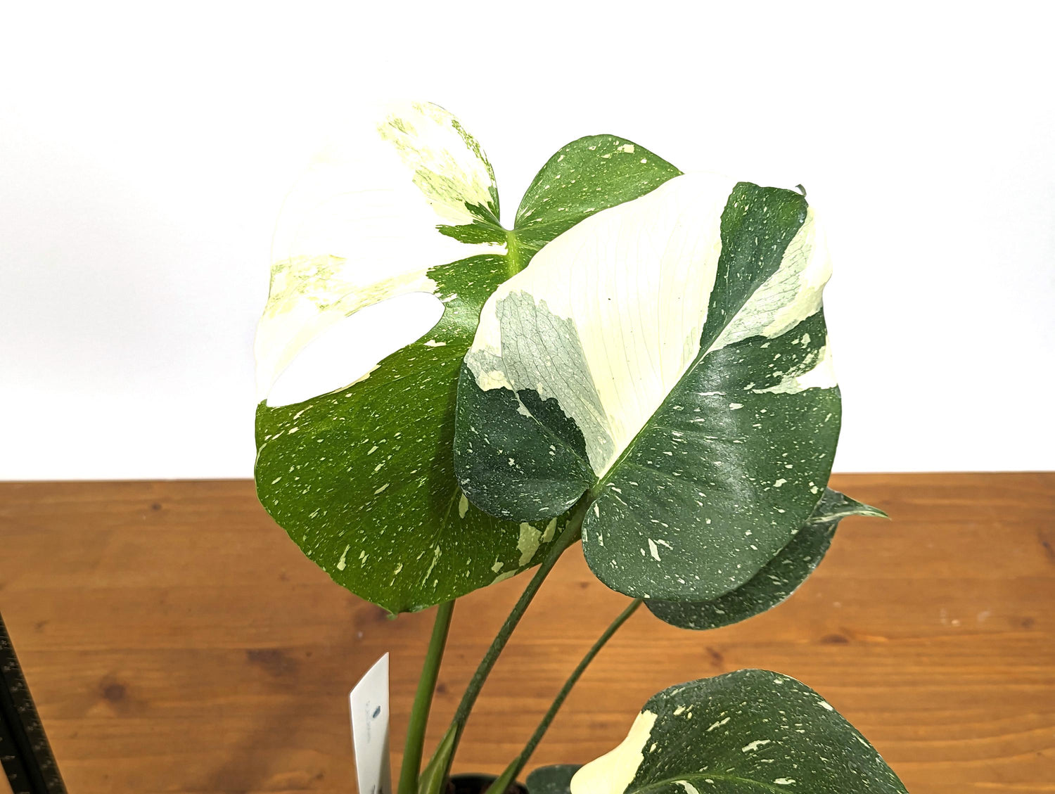 Monstera Thai Constellation High White Color 12&quot; Tall in 4 inch Pot Exact 