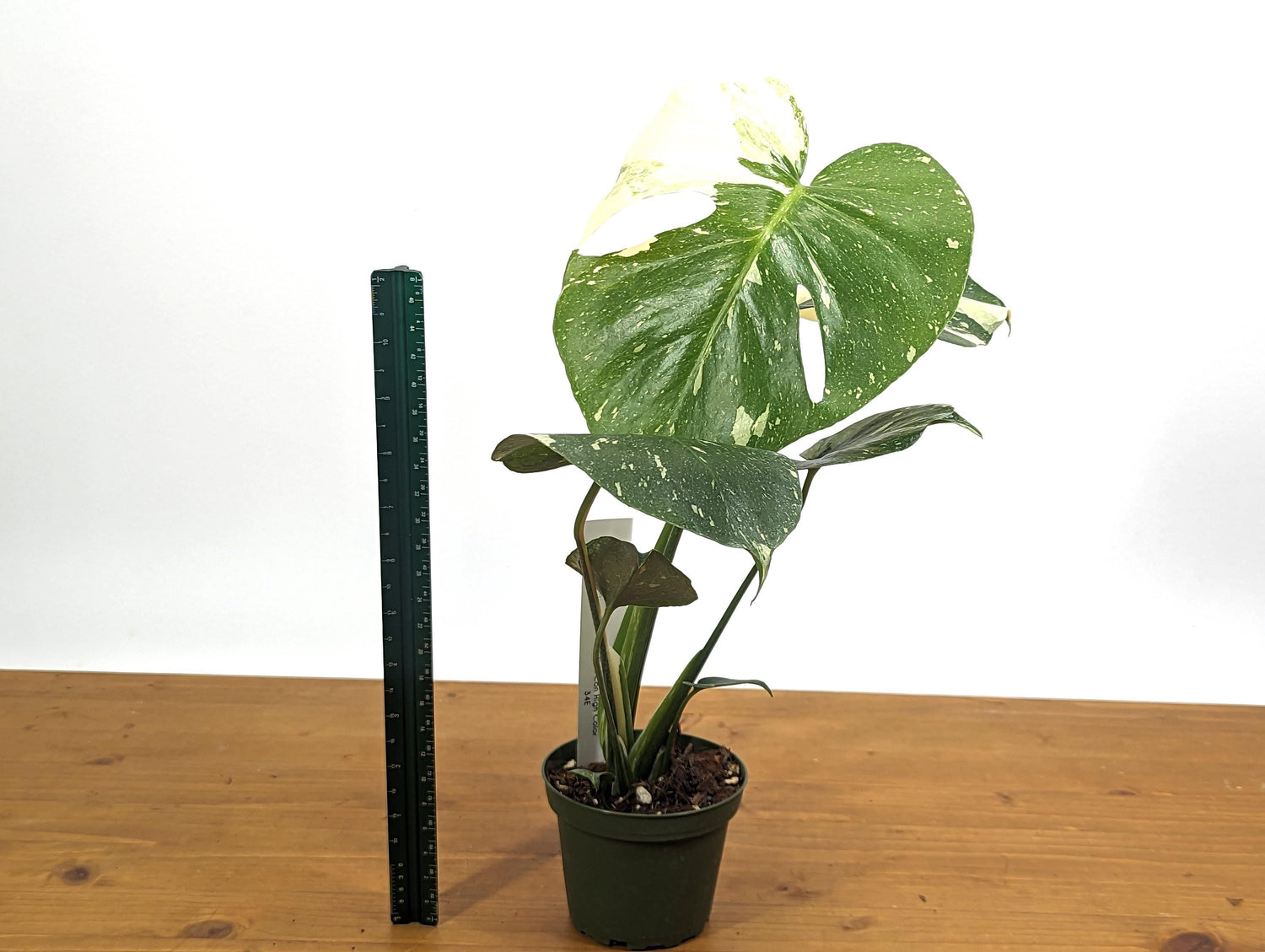 Monstera Thai Constellation High White Color 12&quot; Tall in 4 inch Pot Exact 