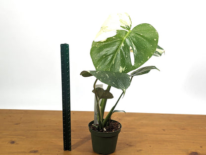 Monstera Thai Constellation High White Color 12&quot; Tall in 4 inch Pot Exact 