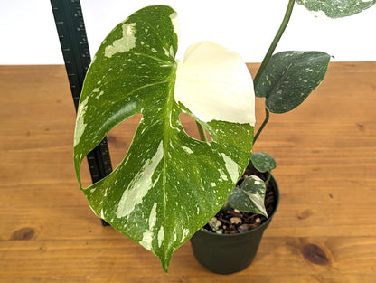 Monstera Thai Constellation Good Color 12&quot; Tall in 4 inch Pot Exact 